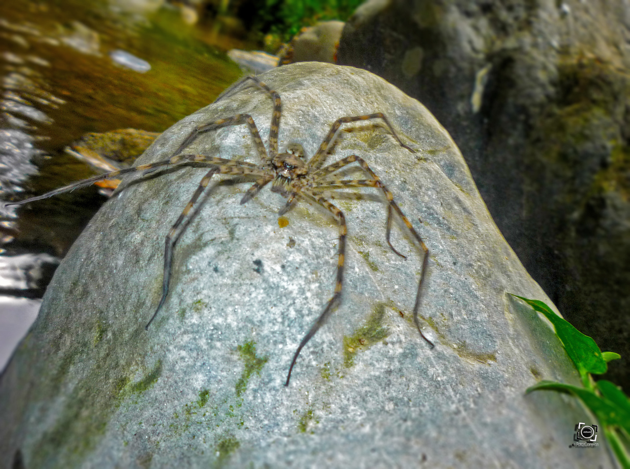 Panasonic DMC-LZ8 sample photo. Araña photography