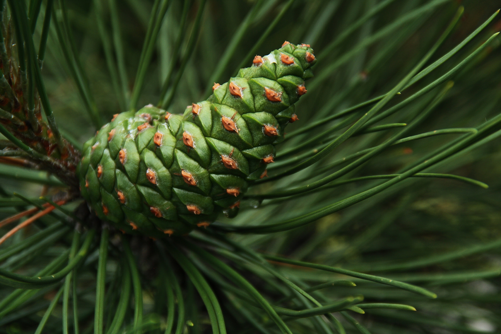 Sigma 18-125mm F3.8-5.6 DC OS HSM sample photo. Green pine cone photography