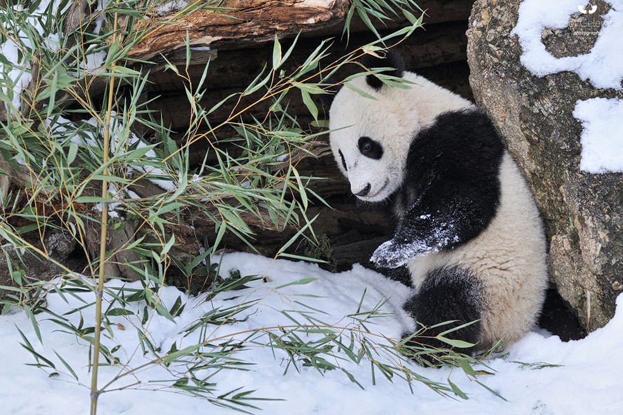 Nikon D3S sample photo. Little panda, bamboo, snow... photography