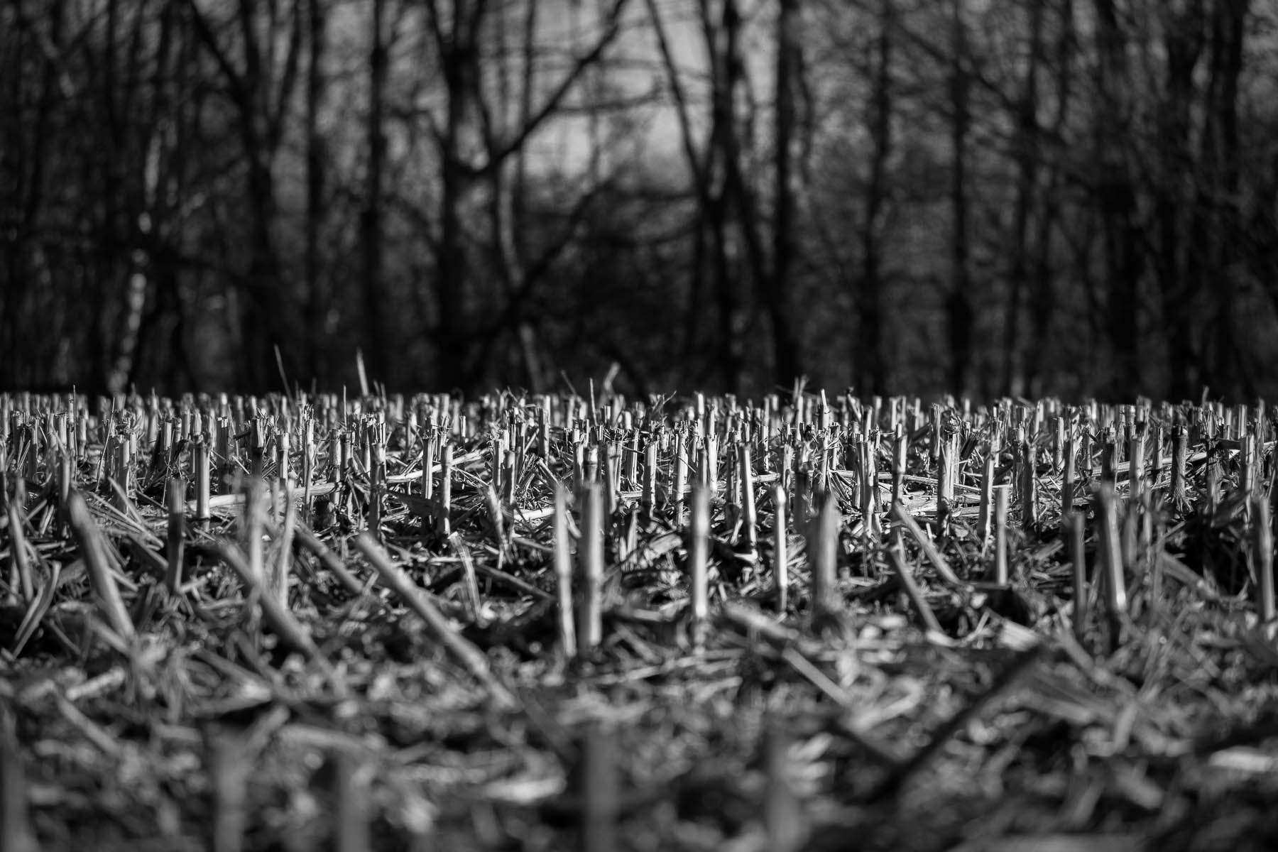 Canon EF-S 55-250mm F4-5.6 IS STM sample photo. All the corn is gone photography