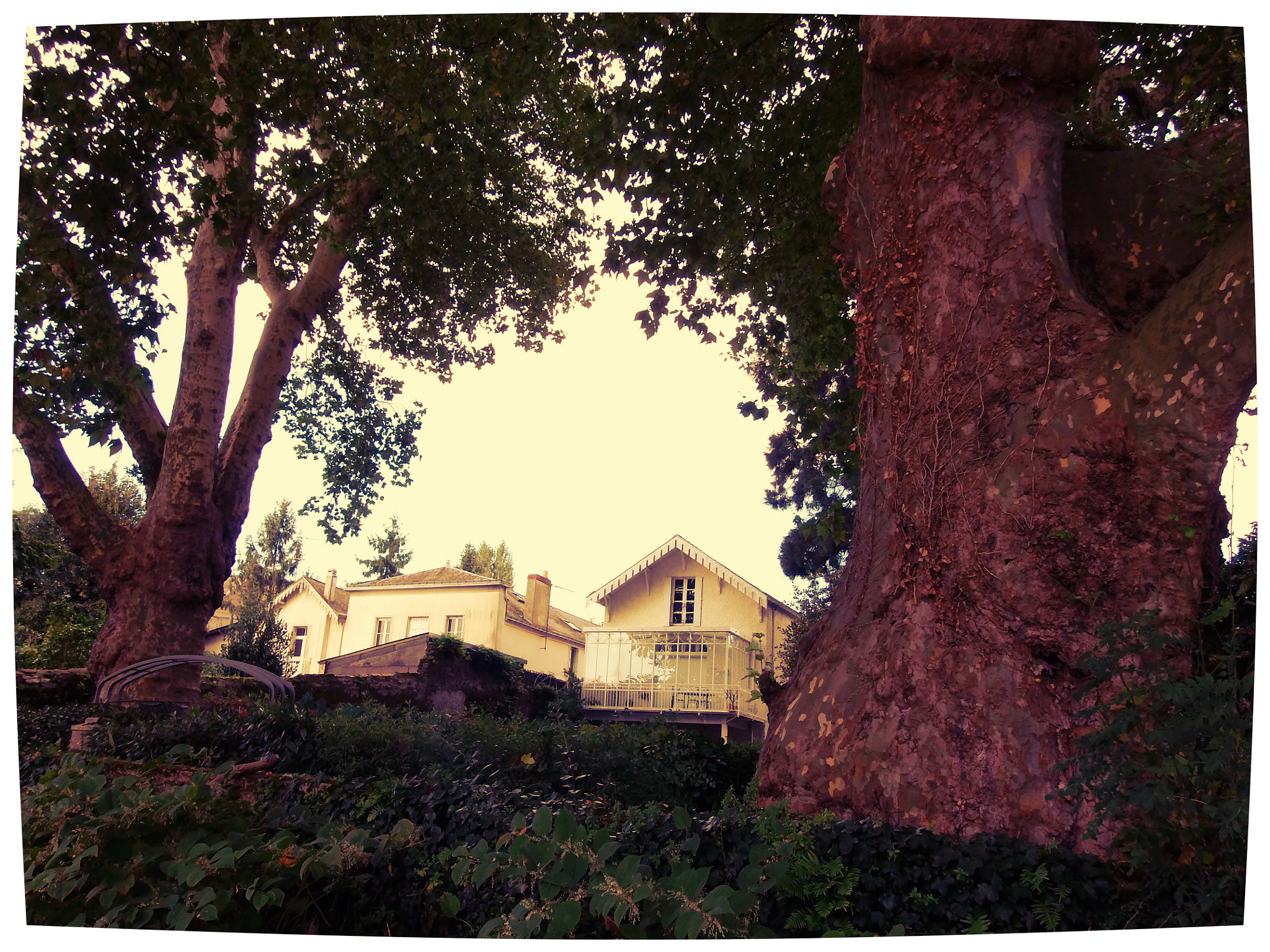 Olympus SP-720UZ sample photo. Big trees and houses photography