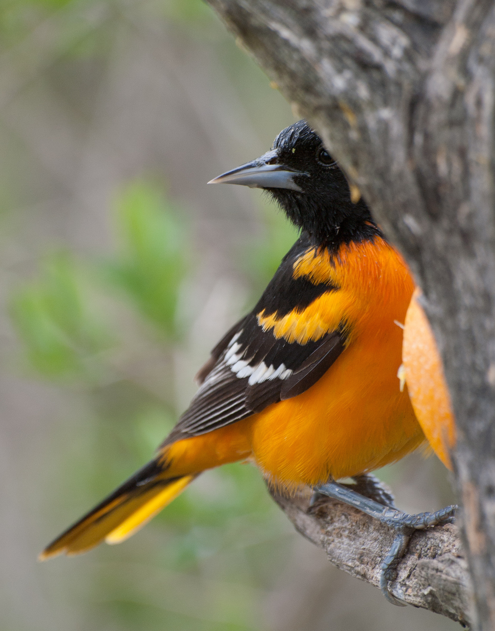 Panasonic Lumix DMC-L1 sample photo. Peek-a-boo oriole photography