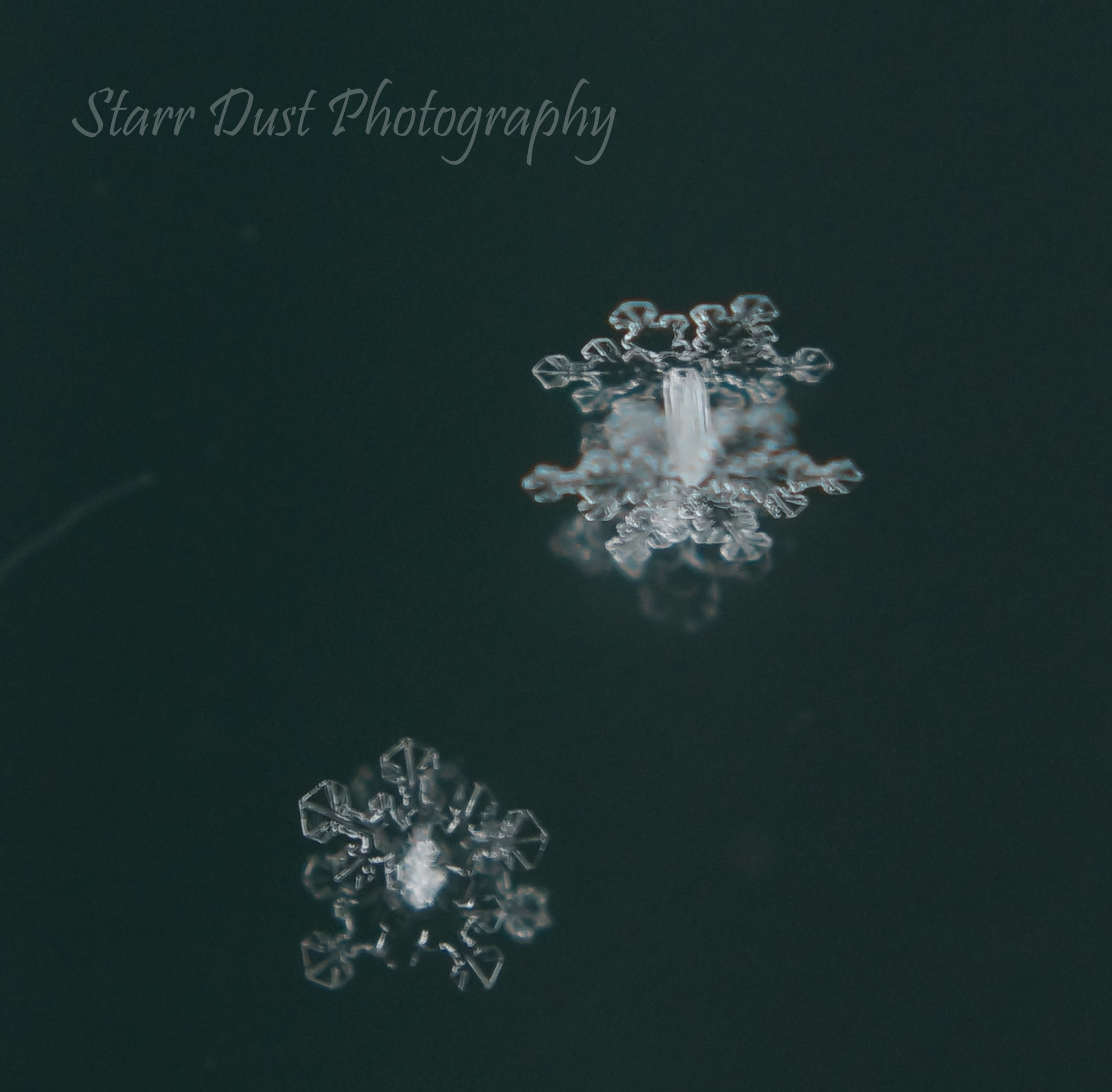 Sony SLT-A37 + Sony DT 30mm F2.8 Macro SAM sample photo. Double snowflakes photography