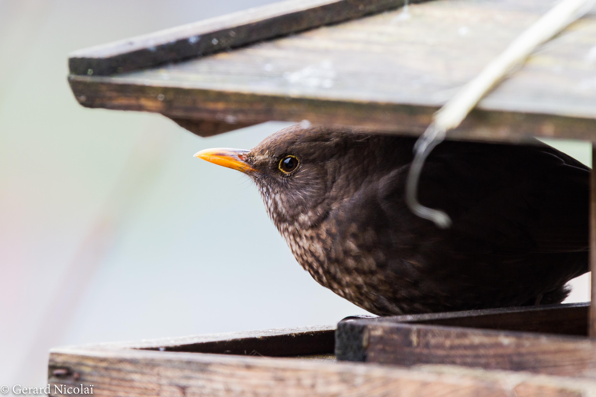Canon EF 300mm F2.8L IS USM sample photo. Hiding blackbird photography