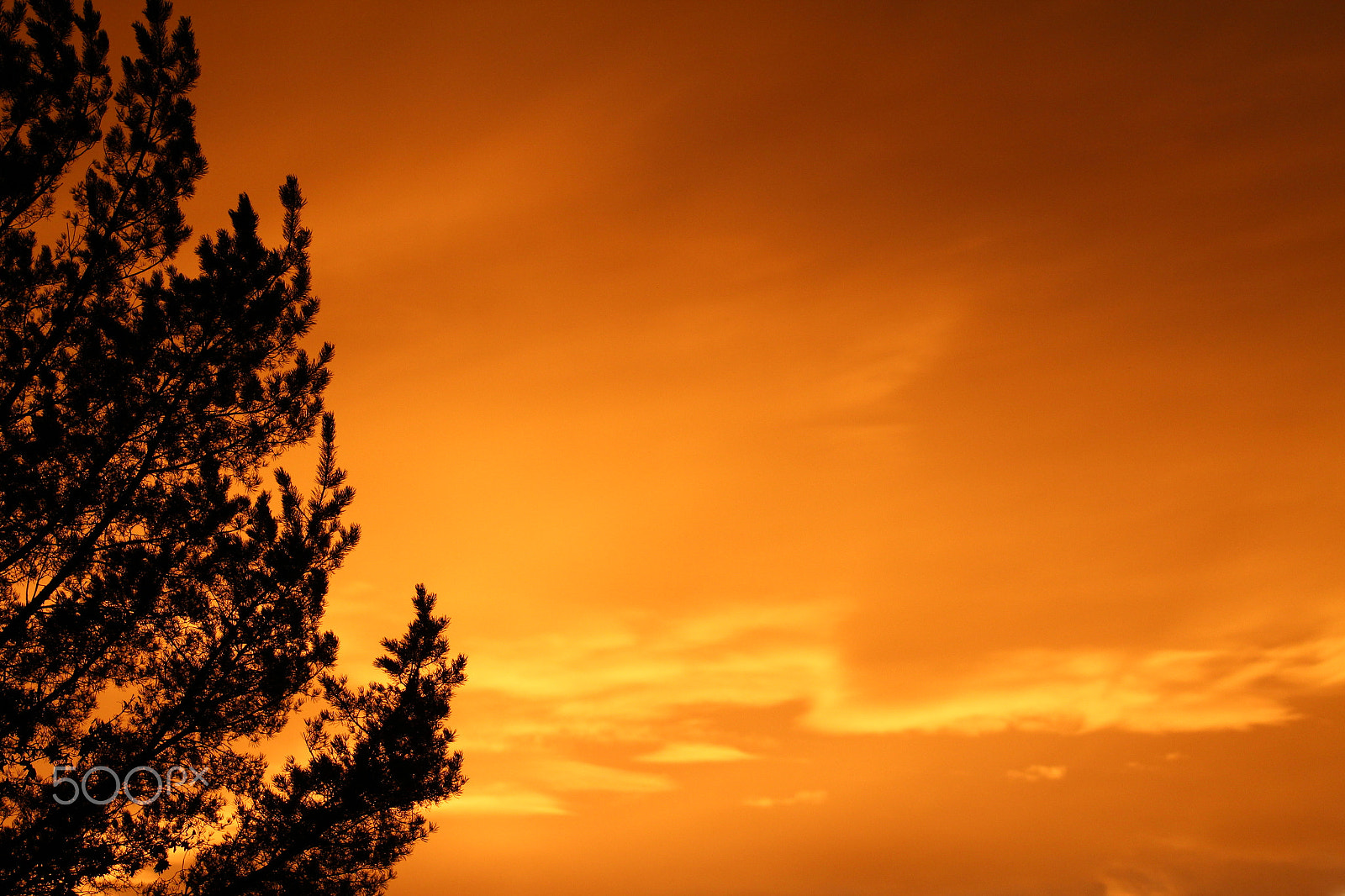 Sigma 150-600mm F5-6.3 DG OS HSM | C sample photo. Golden sky photography