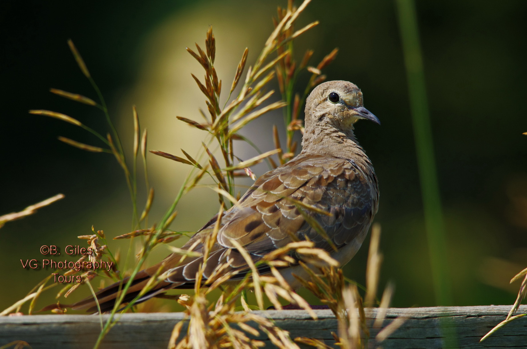 Sigma 150-500mm F5-6.3 DG OS HSM sample photo. On the rail photography