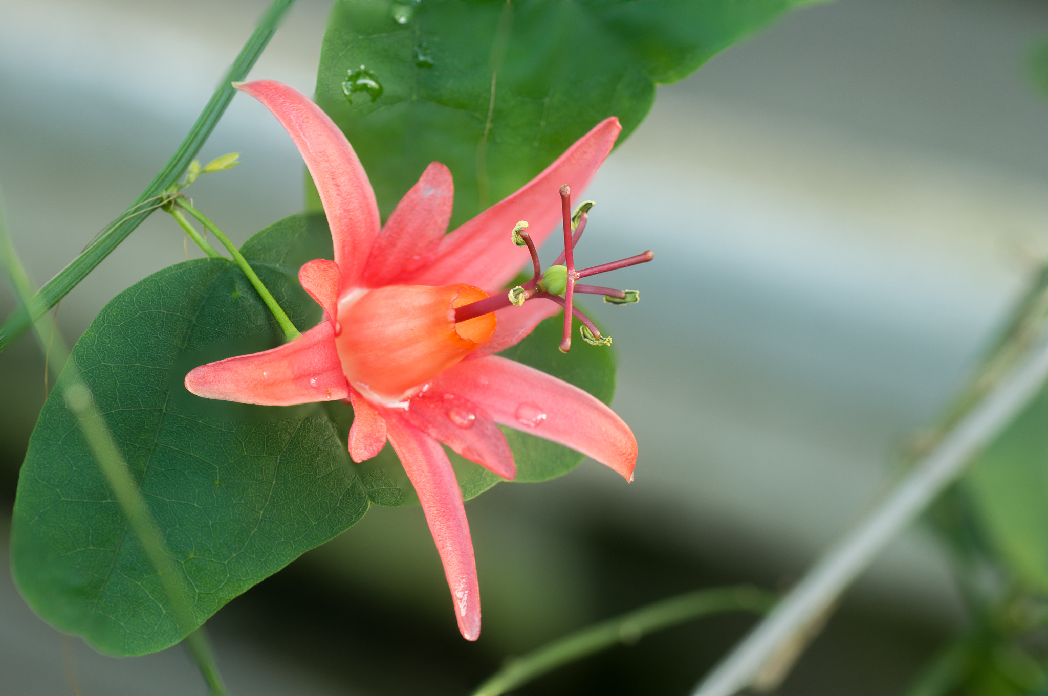 Sony SLT-A55 (SLT-A55V) + Tamron SP AF 90mm F2.8 Di Macro sample photo. Passiflora maracuja photography