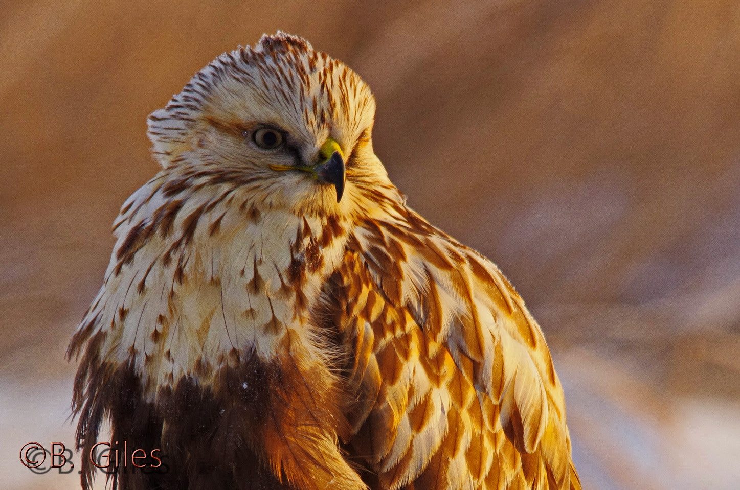 Sigma 150-500mm F5-6.3 DG OS HSM sample photo. First light, cold morning photography