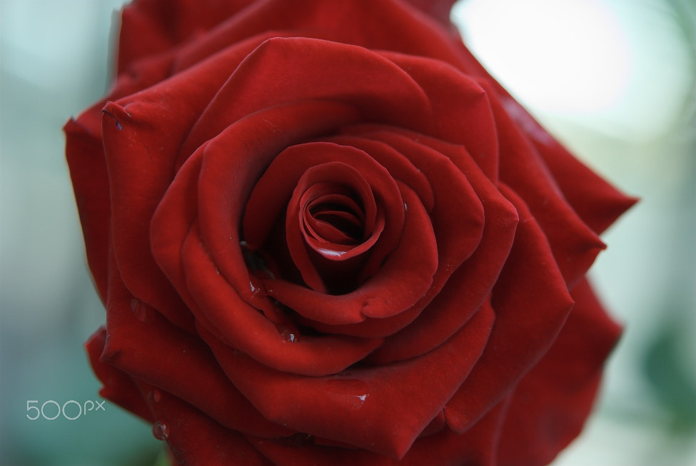Nikon AF-S Micro-Nikkor 60mm F2.8G ED sample photo. La rosa photography