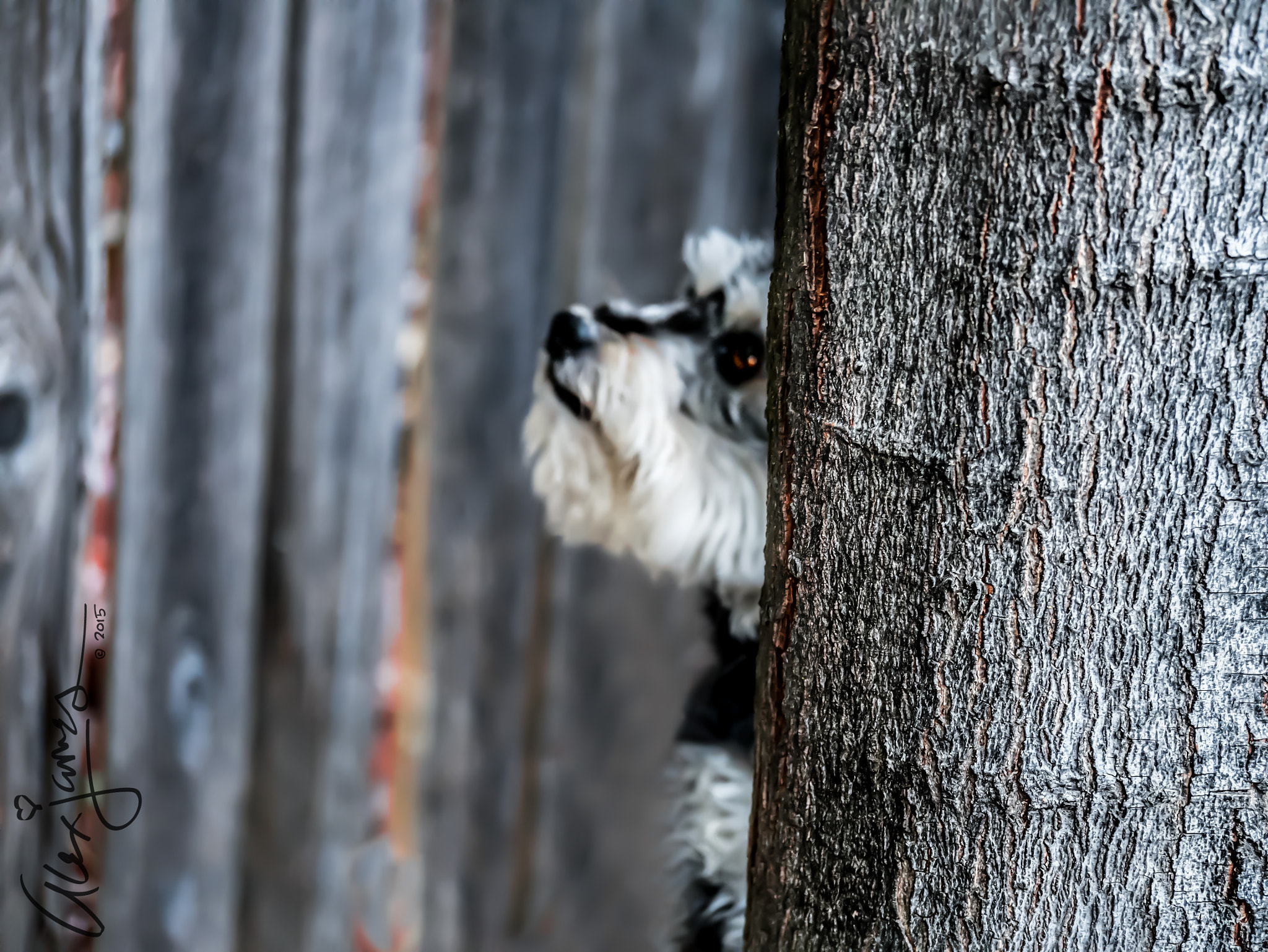 Panasonic Lumix DMC-GX7 sample photo. "you can't see me" photography