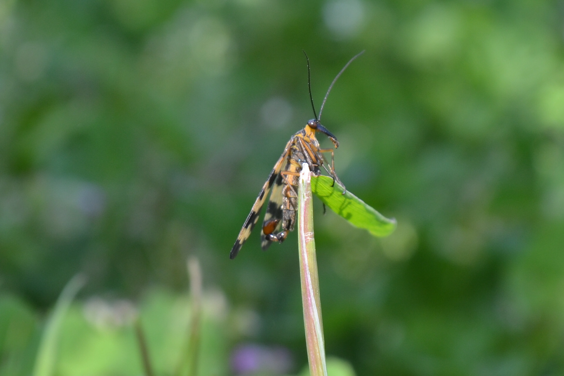 Sigma 18-50mm F2.8-4.5 DC OS HSM sample photo. [] photography