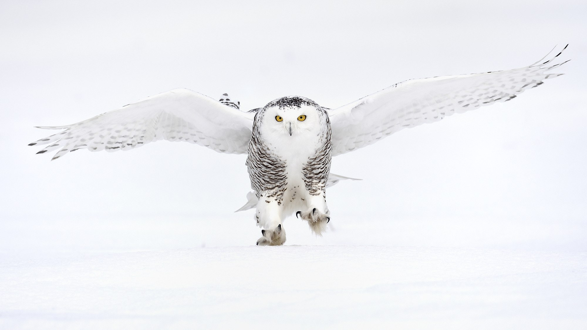 AF-S Nikkor 300mm f/2.8D IF-ED II sample photo. White owl walking photography