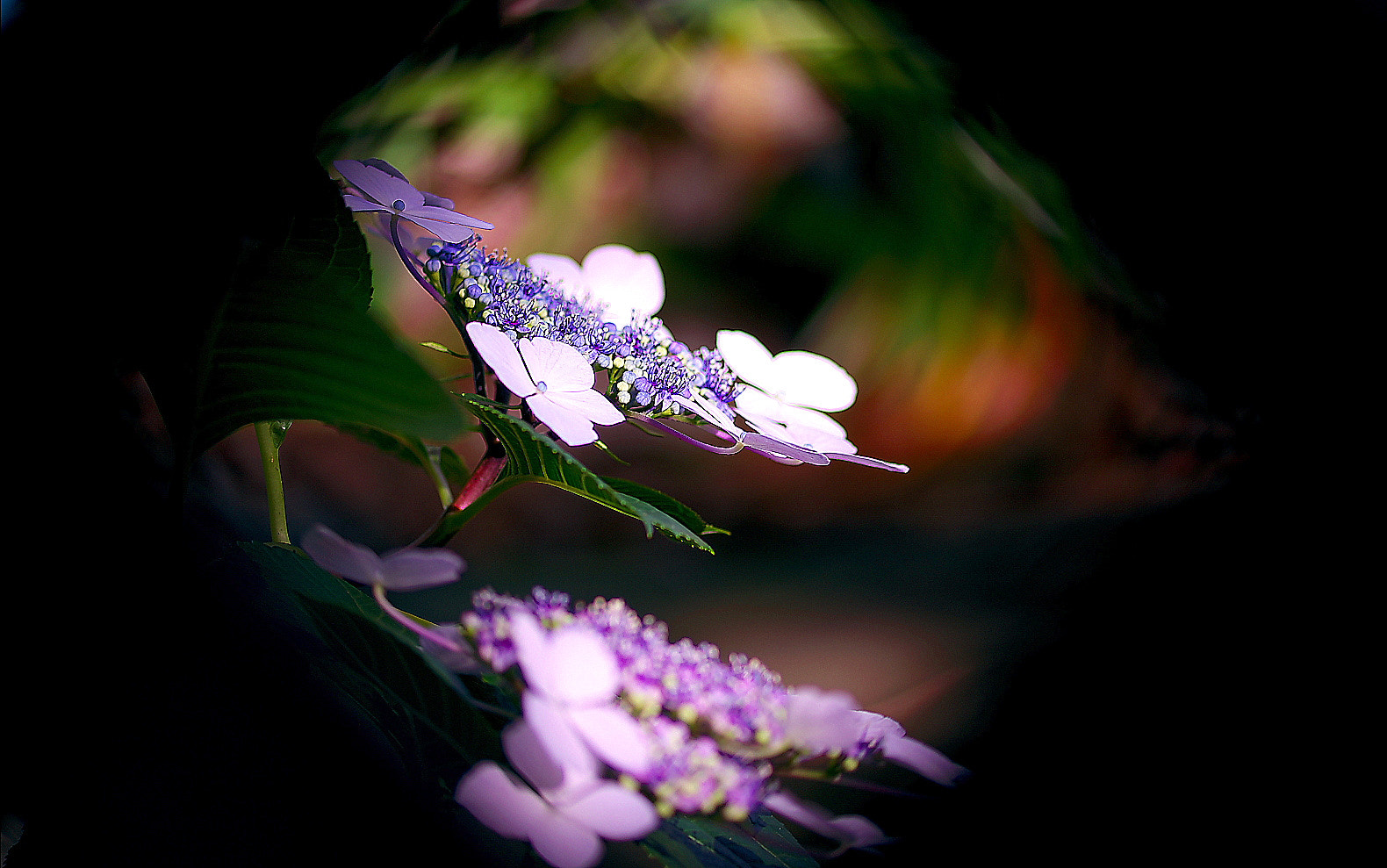 Pentax smc D-FA 100mm F2.8 Macro WR sample photo. Hydrangea photography