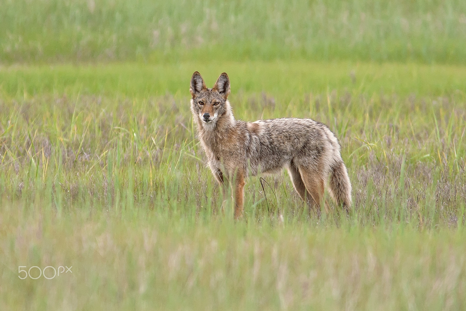 Canon EOS 40D + Canon EF 300mm F4L IS USM sample photo. Wild coyote (canis latrans) photography