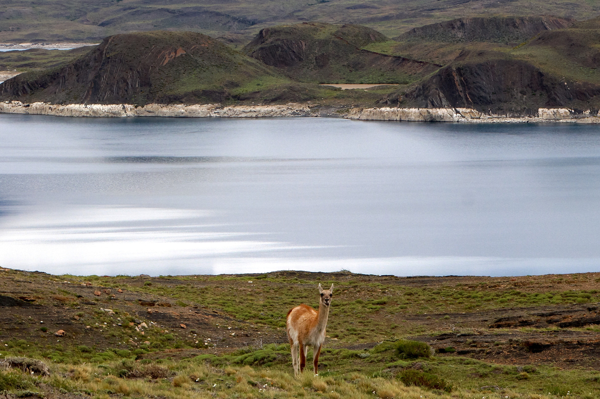 Canon EOS 700D (EOS Rebel T5i / EOS Kiss X7i) + Canon 18-270mm sample photo. Guanaco in torres del paine national park patagonia chile. photography