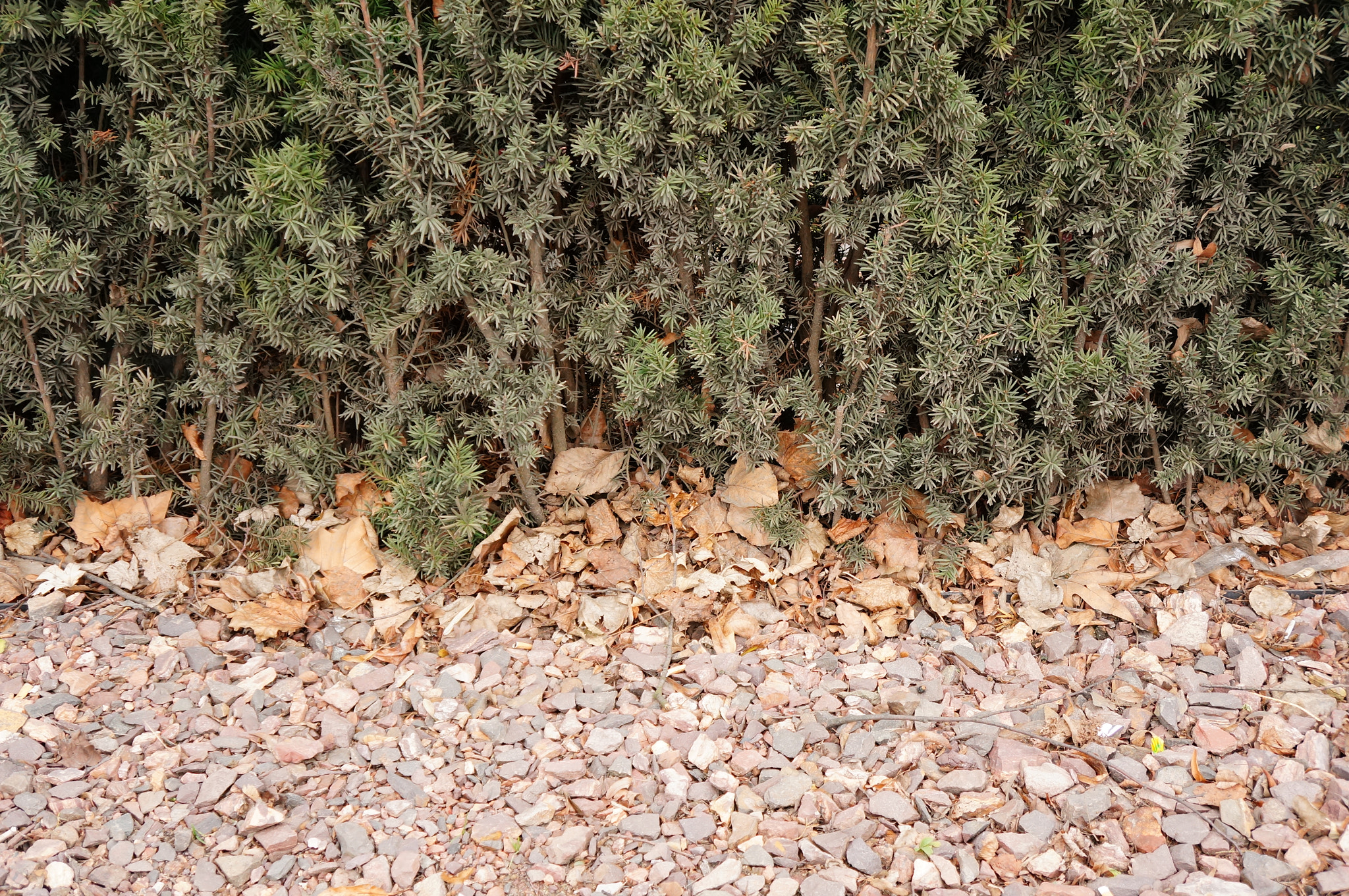Sony E 18-55mm F3.5-5.6 OSS sample photo. Green shrub photography
