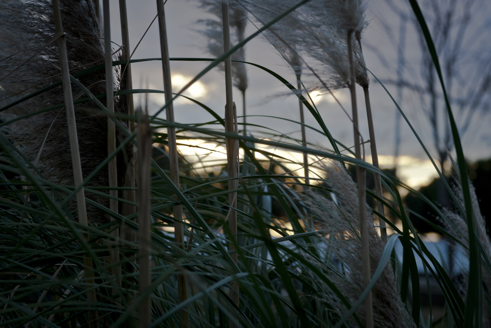 Nikon AF-S Nikkor 28-70mm F2.8 ED-IF sample photo. Behind the bamboos photography