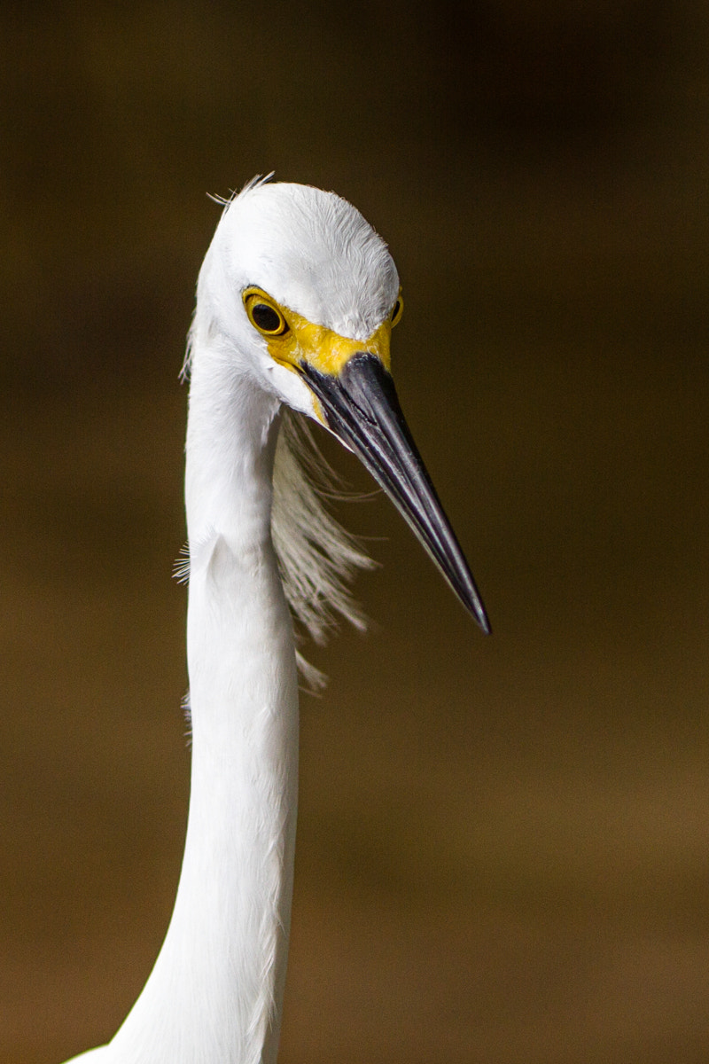 Canon EF 200-400mm F4L IS USM Extender 1.4x sample photo. Snowy egret photography