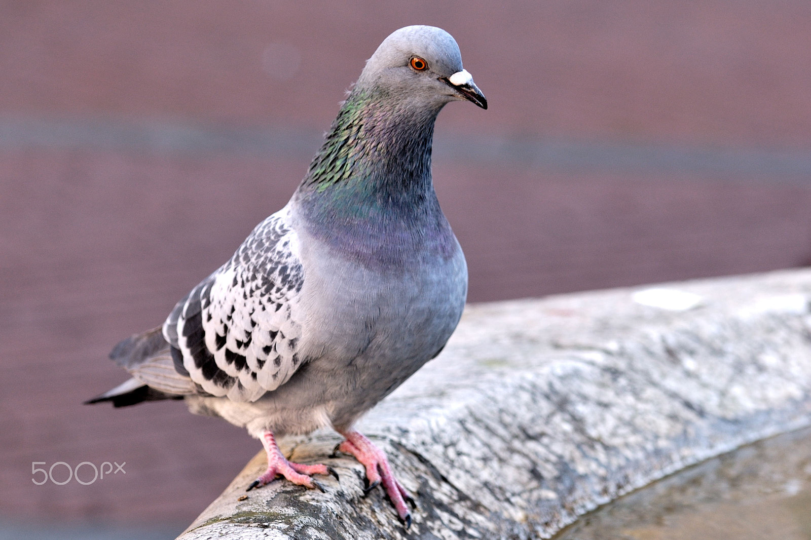 Sigma 105mm F2.8 EX DG OS HSM sample photo. Photogenic pigeon photography