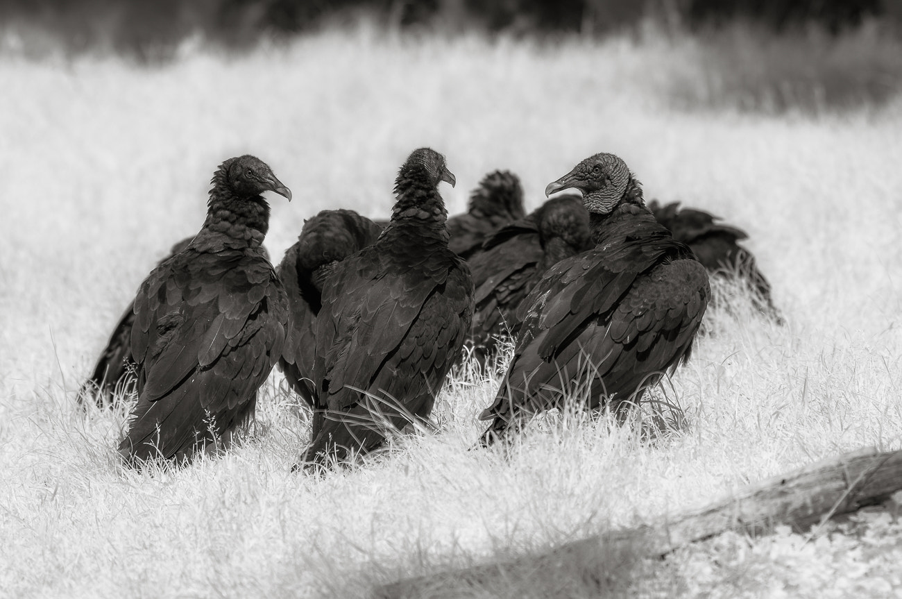 Nikon D90 + Nikon AF Nikkor 80-400mm F4.5-5.6D ED VR sample photo. Turkey vultures photography