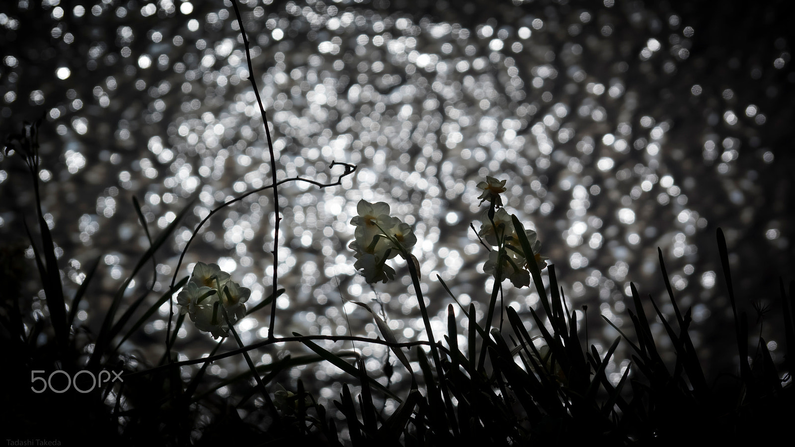Sony DT 55-300mm F4.5-5.6 SAM sample photo. Blooming lovely photography