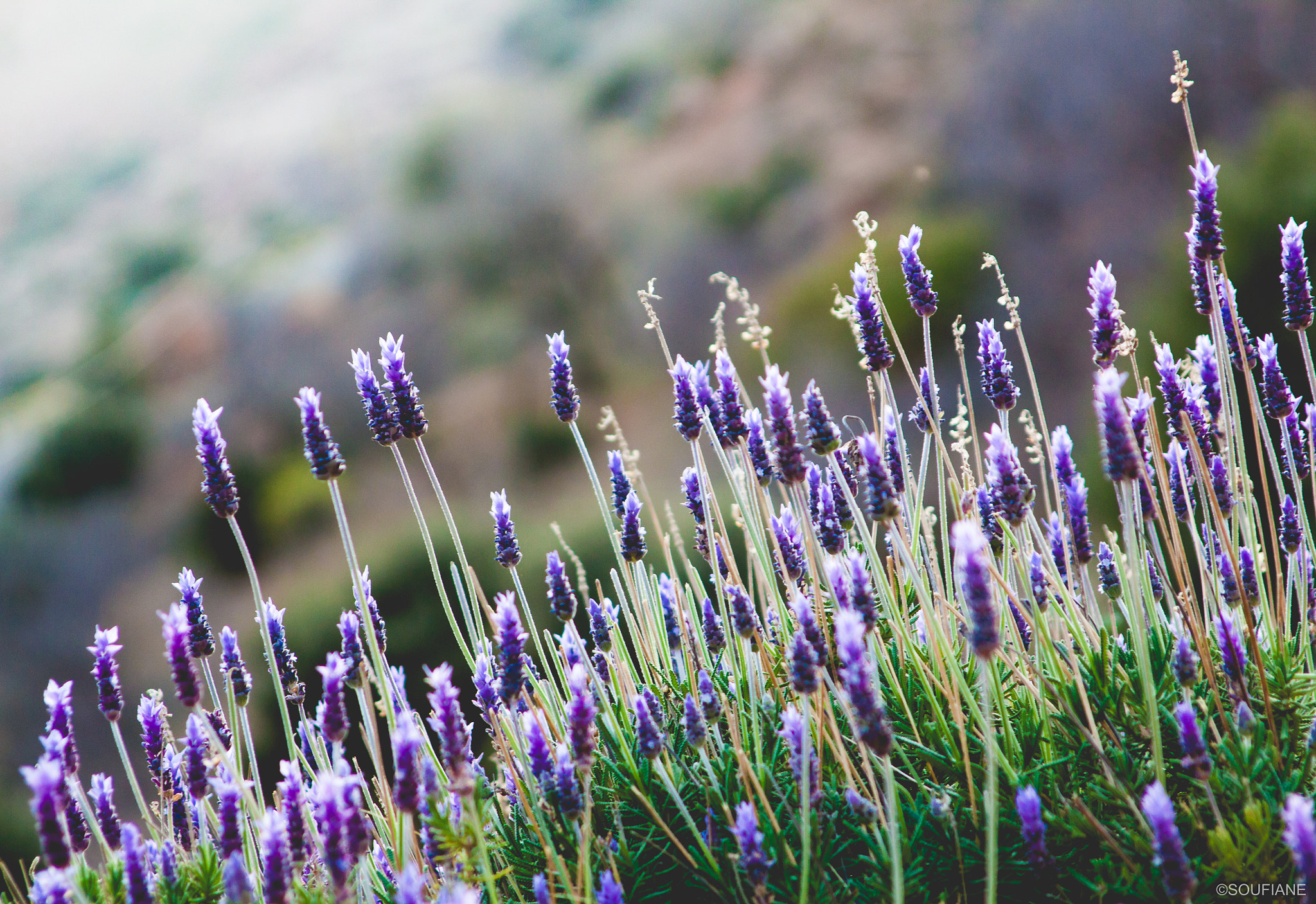 Canon EF 28-105mm f/3.5-4.5 USM sample photo. Nature's fascination photography
