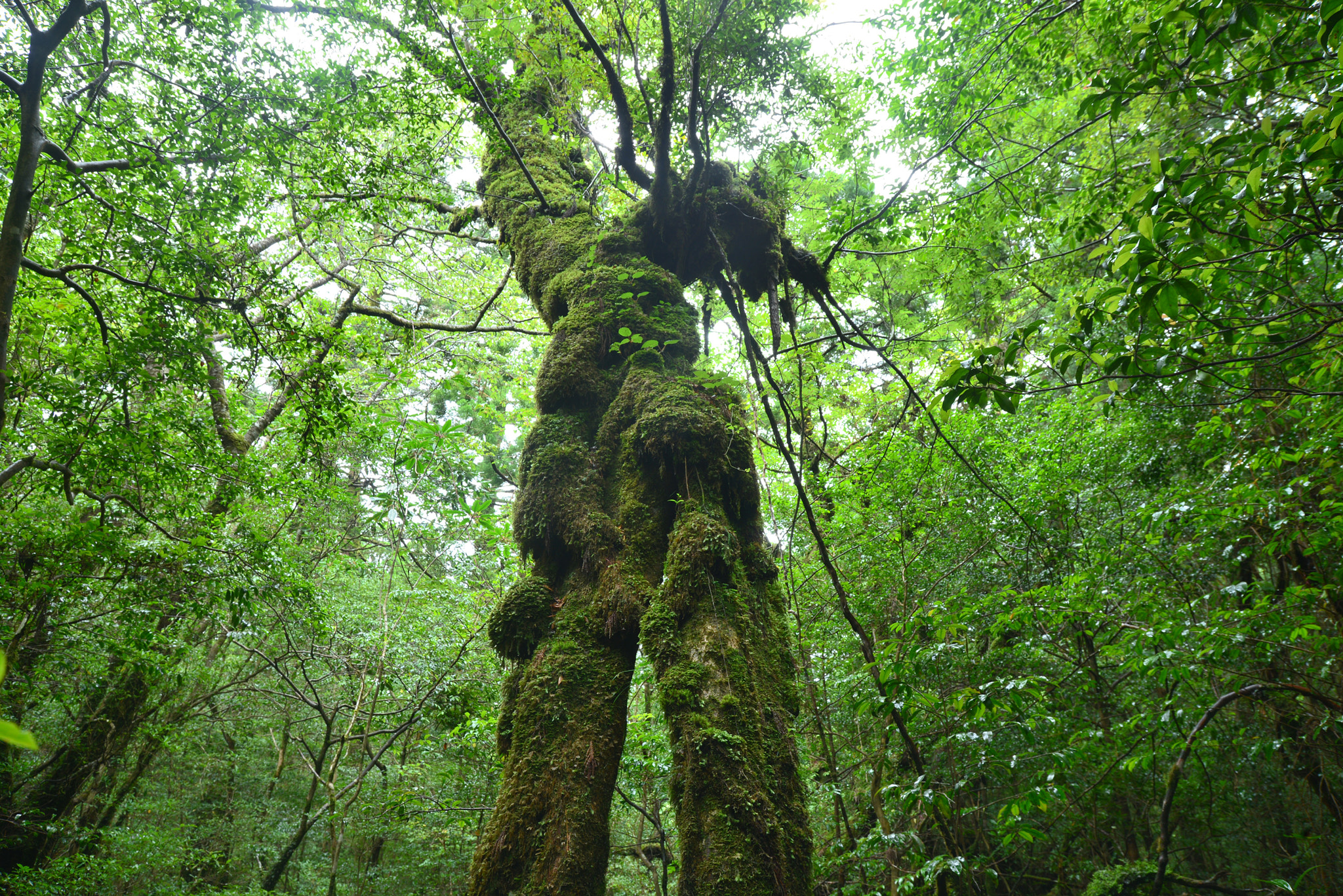 Nikon D600 sample photo. Moss forest photography
