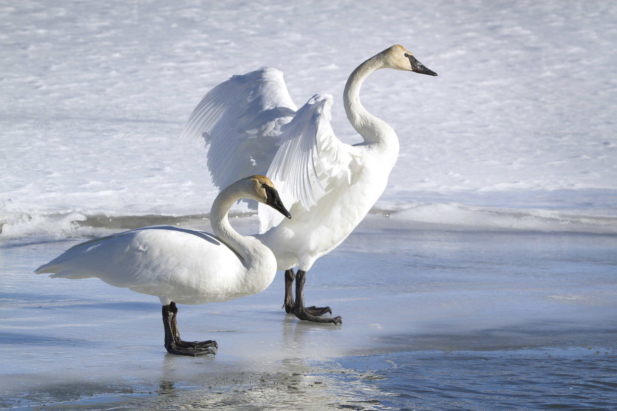 Swan Pair On Ice