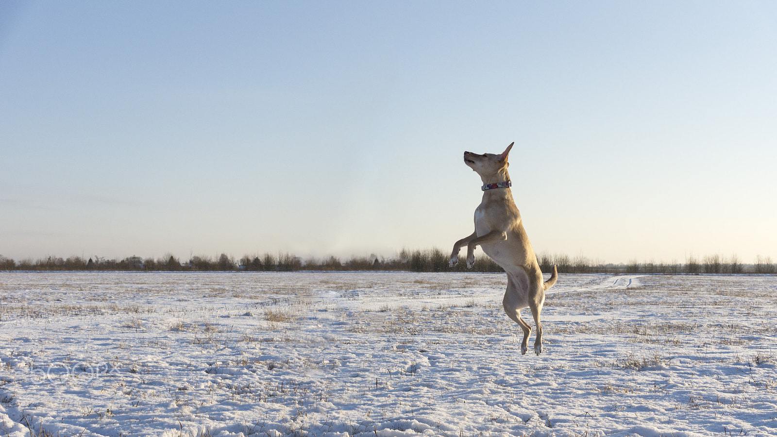 Sony SLT-A65 (SLT-A65V) sample photo. Winter fun photography