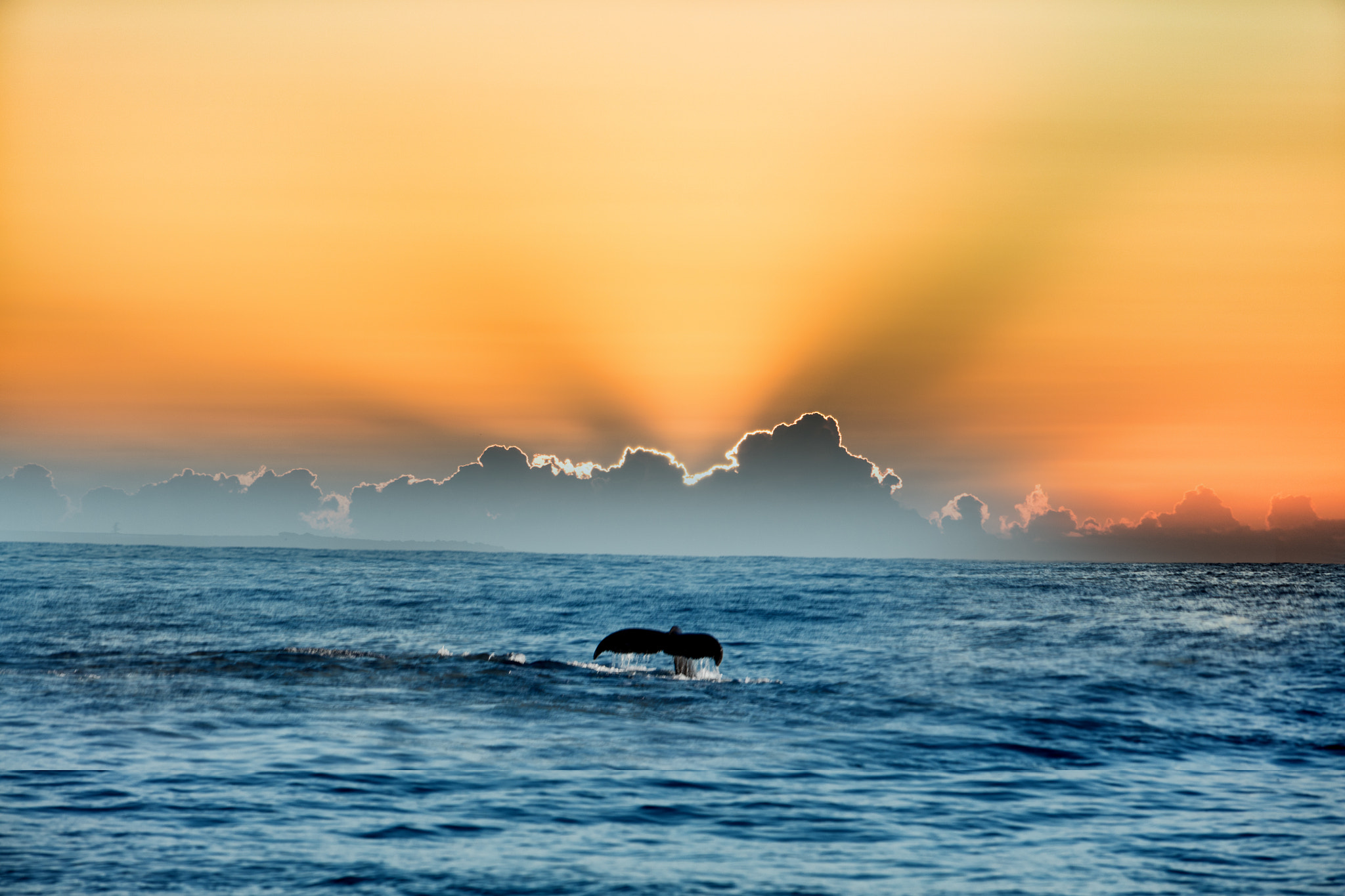 Canon EOS 5DS sample photo. A plunge into the first rays. photography