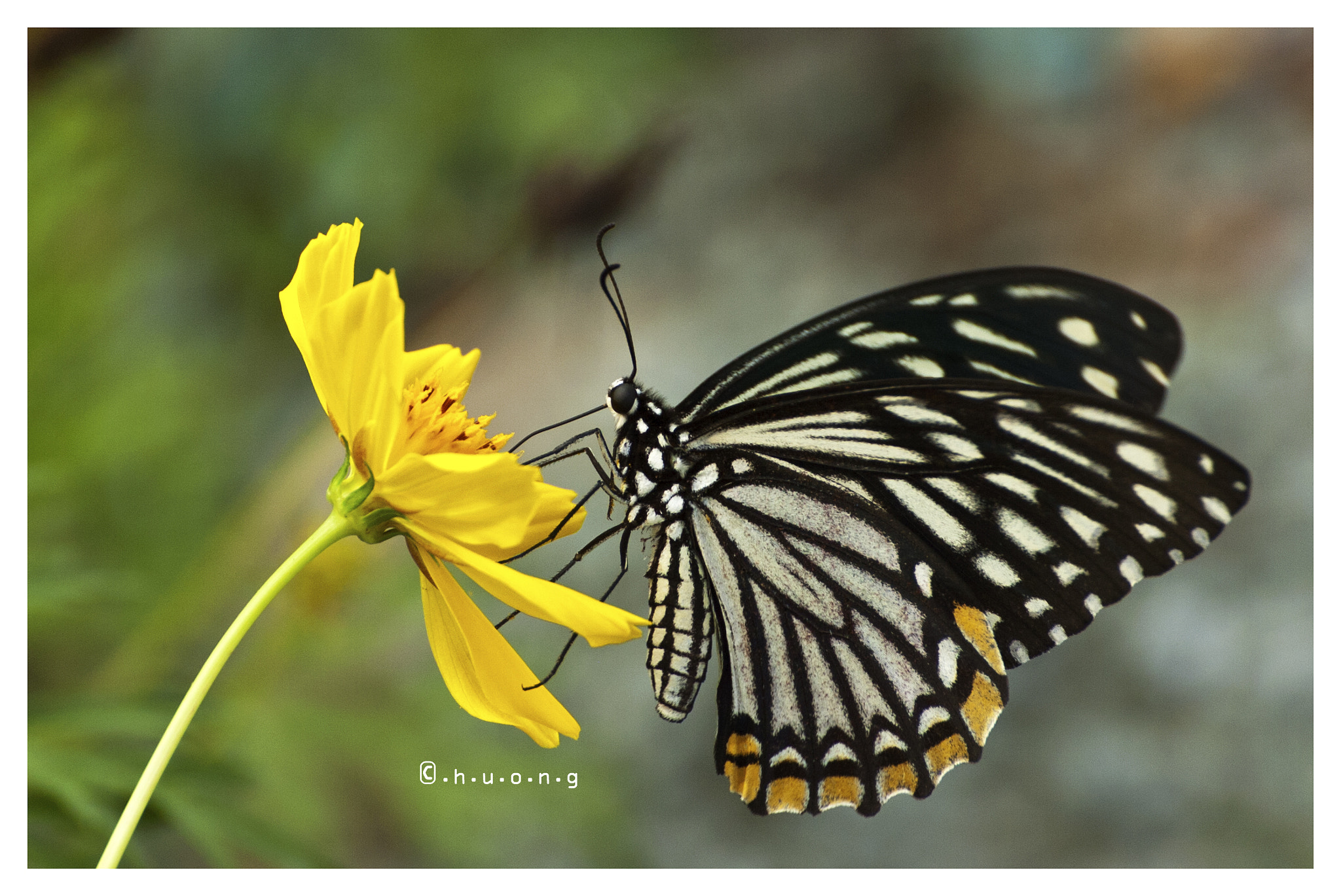 Nikon D2Hs + Tamron SP 70-300mm F4-5.6 Di VC USD sample photo. Butterfly photography