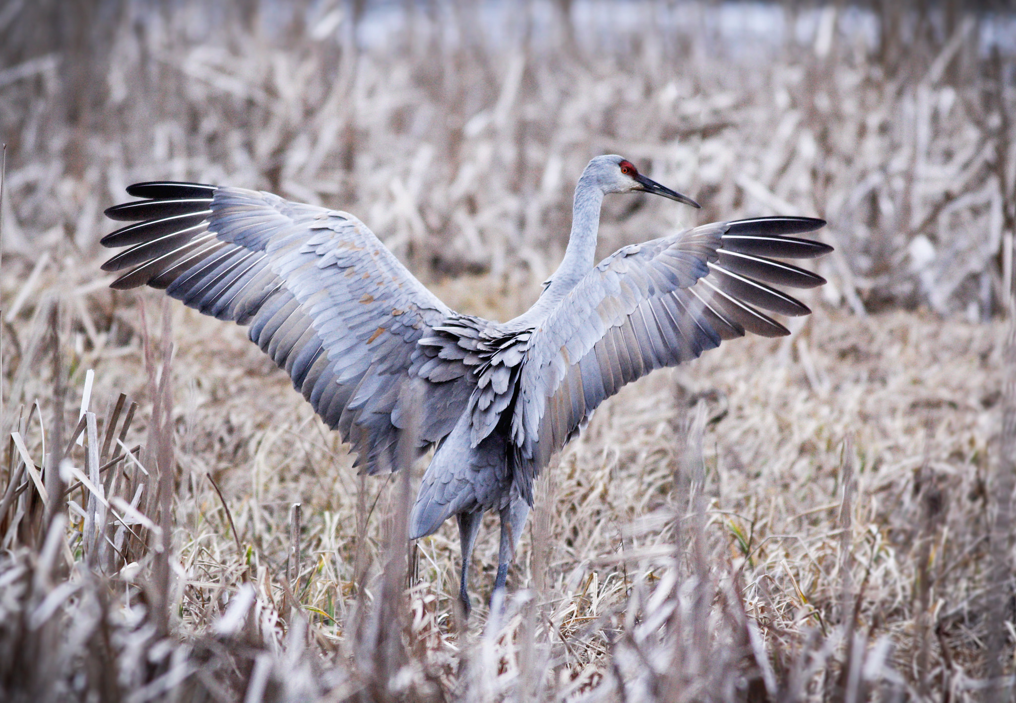 Canon EOS 60D + Canon EF 400mm F5.6L USM sample photo. Wings of power photography