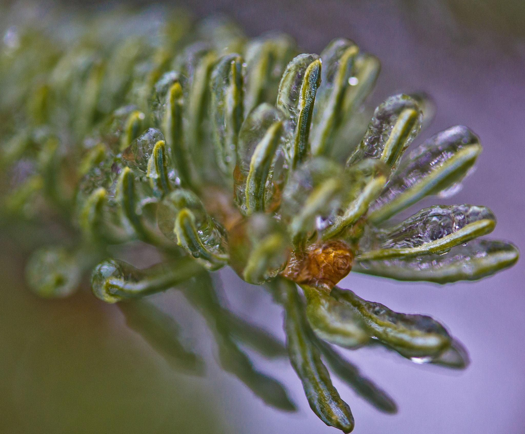 Canon EF-S 60mm F2.8 Macro USM sample photo. Icy spruce photography
