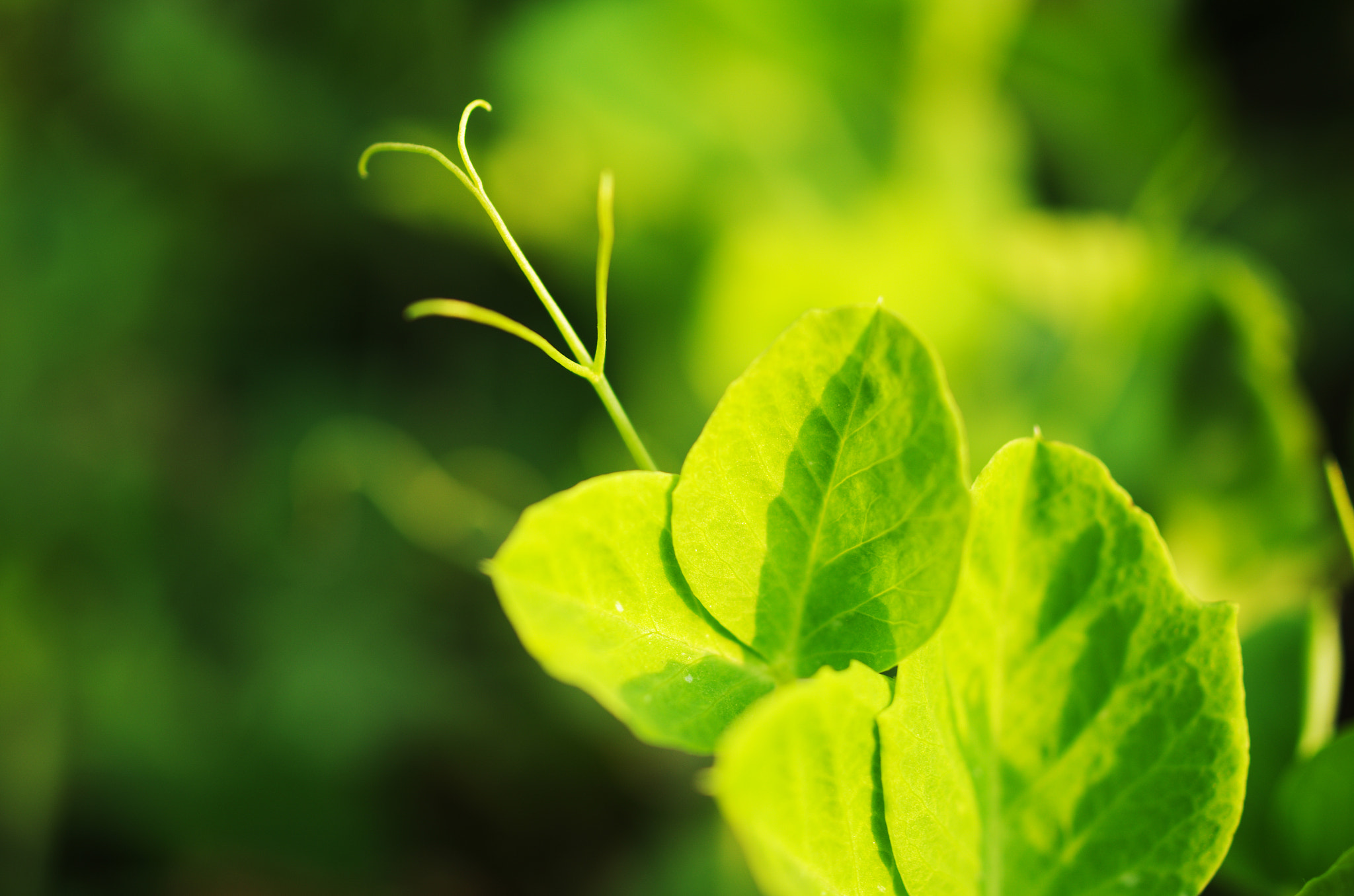 HD Pentax DA 35mm F2.8 Macro Limited sample photo. Vicia photography