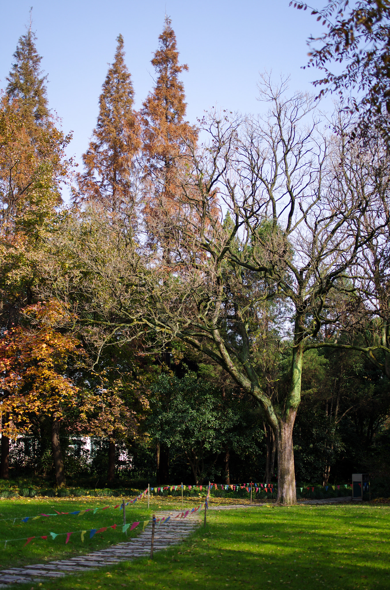 Pentax K-5 sample photo. Tree photography