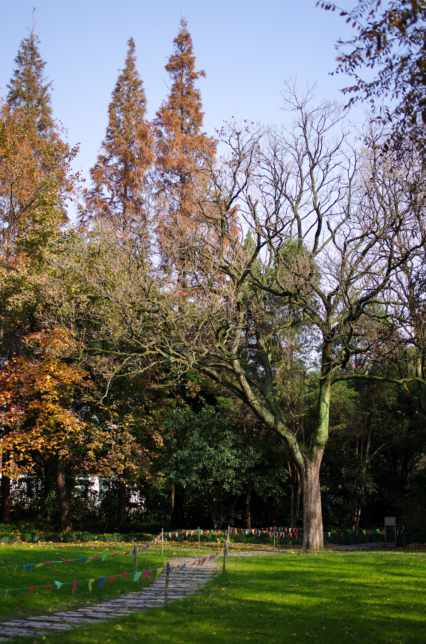 HD Pentax DA 35mm F2.8 Macro Limited sample photo. Tree photography