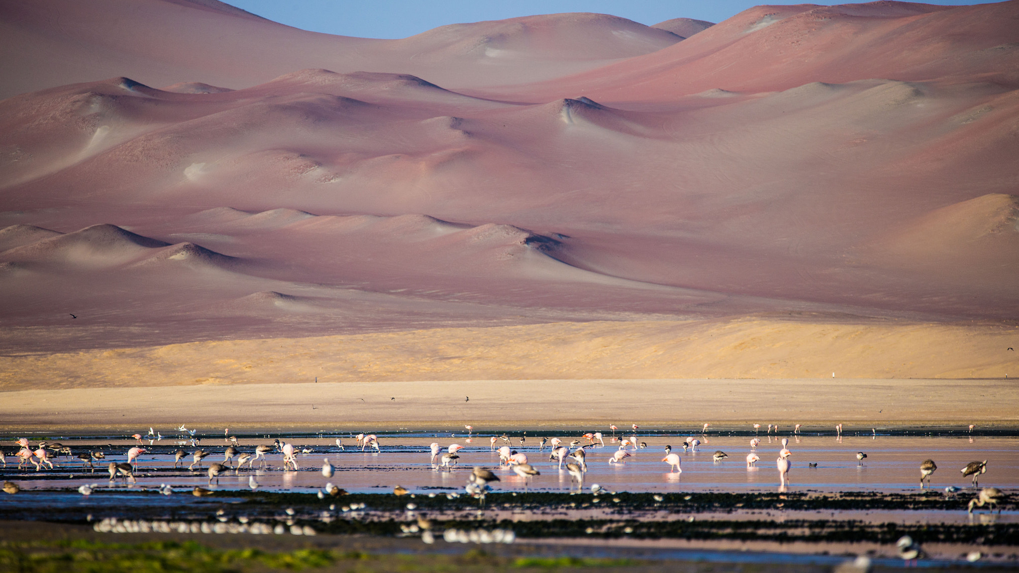Sigma 150-600mm F5-6.3 DG OS HSM | C sample photo. Cf8t9924.jpg photography