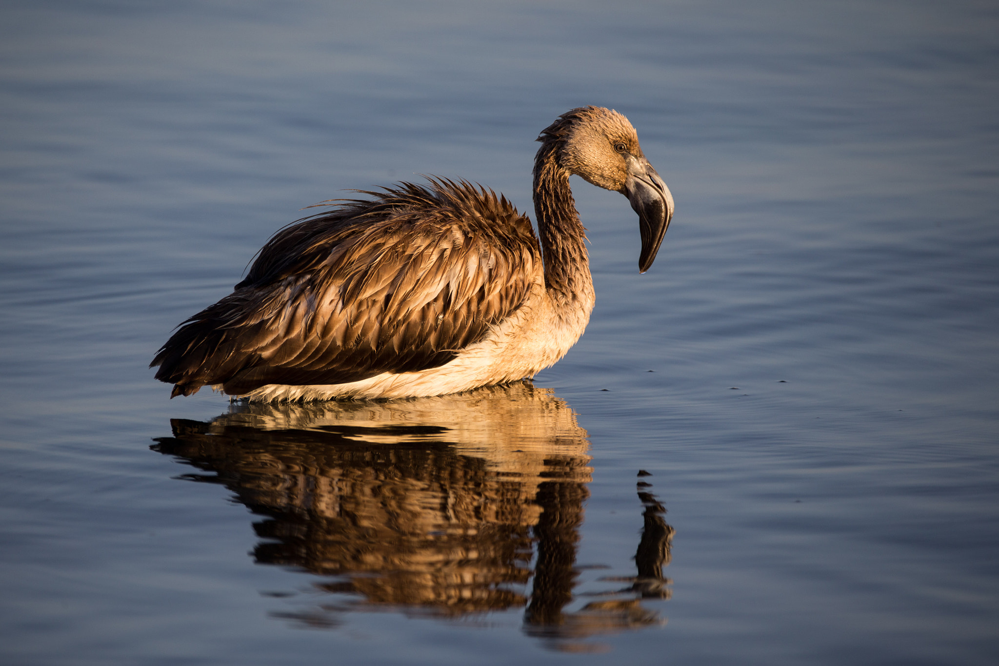 Sigma 150-600mm F5-6.3 DG OS HSM | C sample photo. Cf8t9875.jpg photography