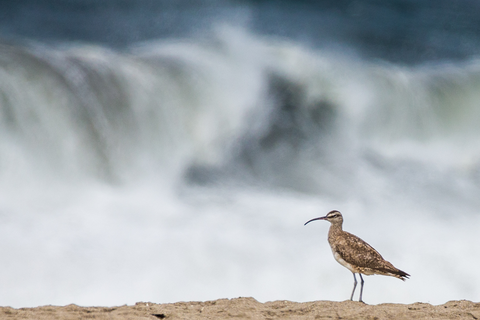 Sigma 150-600mm F5-6.3 DG OS HSM | C sample photo. Cf8t8253-2.jpg photography