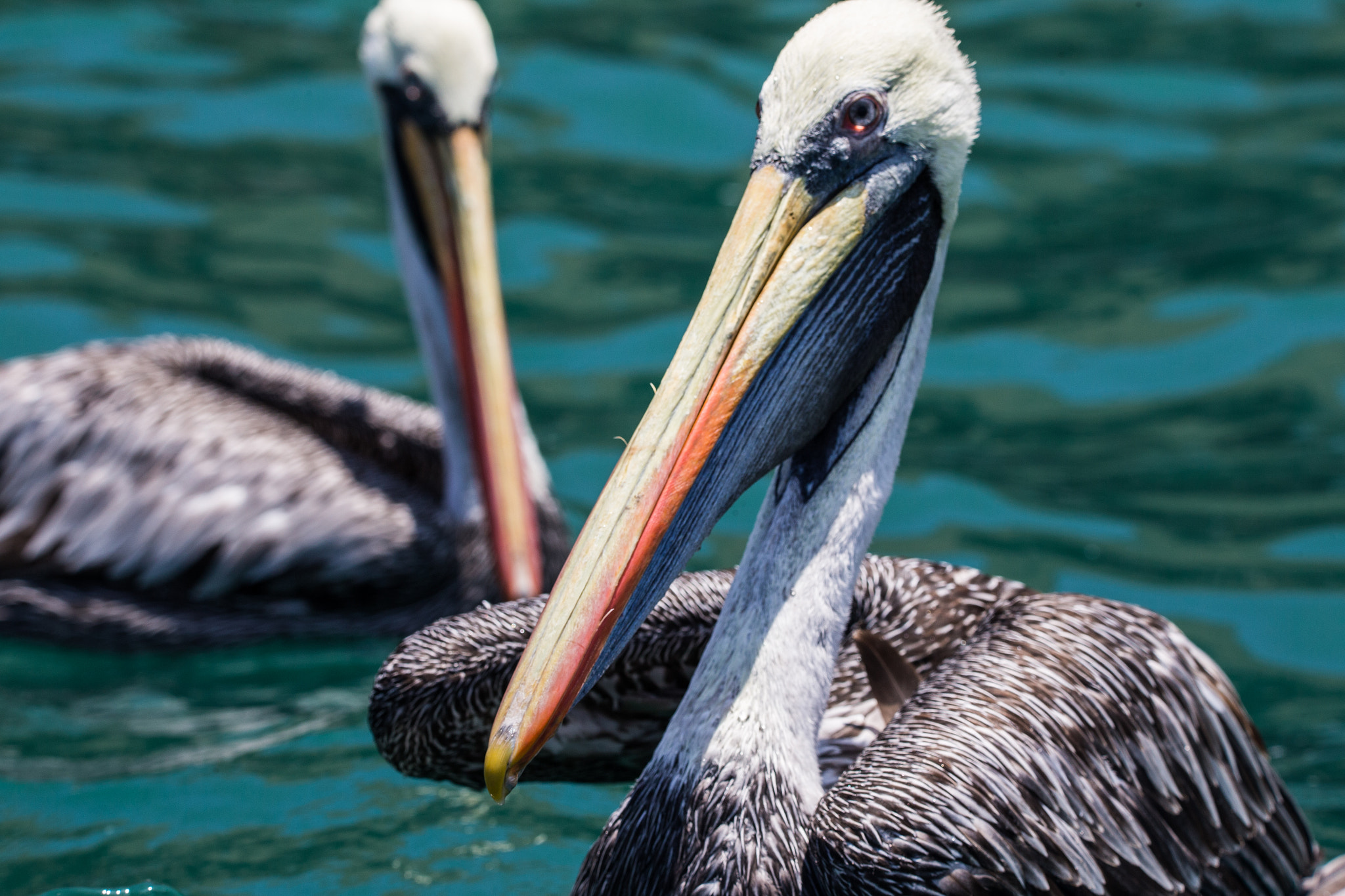 Sigma 150-600mm F5-6.3 DG OS HSM | C sample photo. Cf8t9159.jpg photography