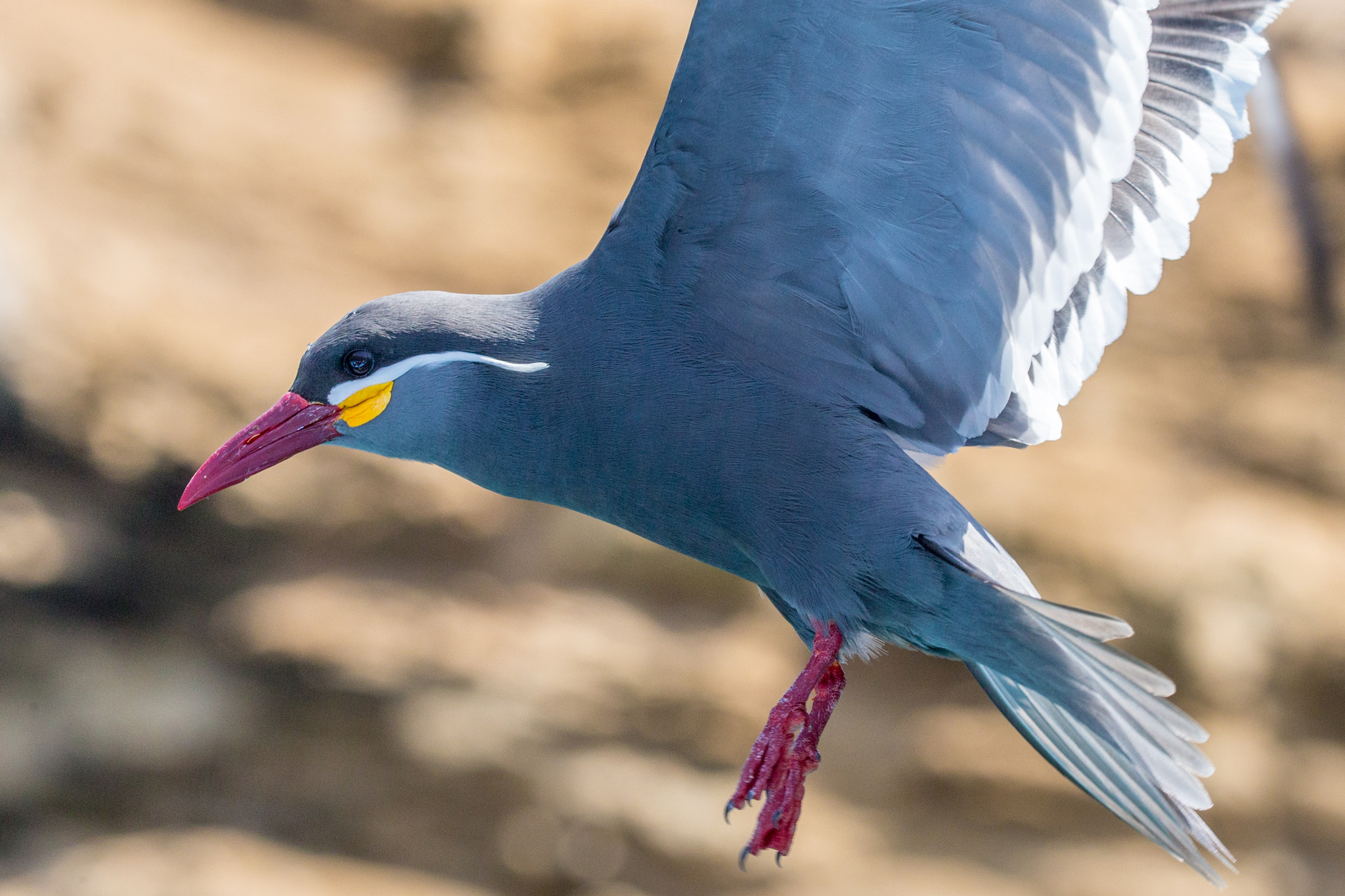 Sigma 150-600mm F5-6.3 DG OS HSM | C sample photo. Cf8t9138.jpg photography