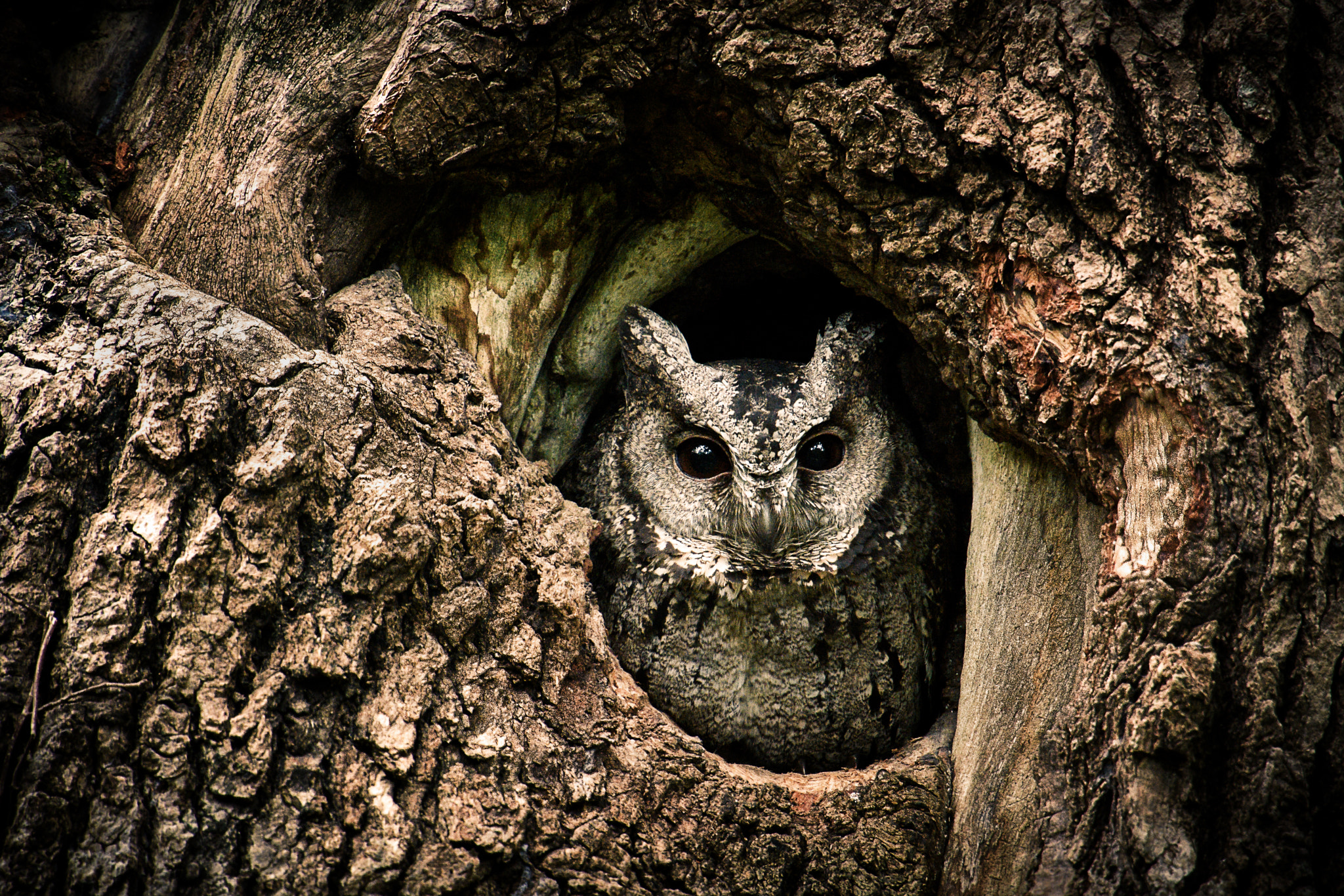 Nikon D7200 + Nikon AF-S Nikkor 600mm F4G ED VR sample photo. Collared scops owl photography