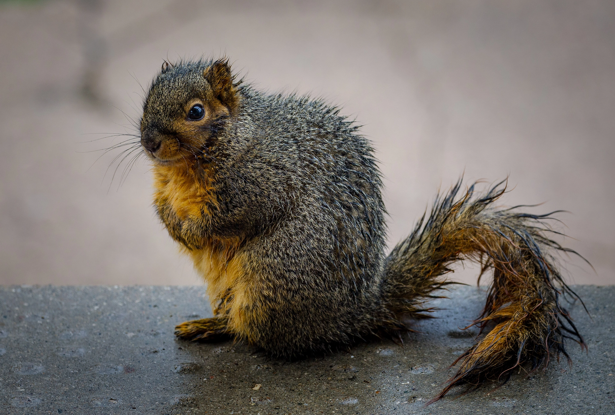 Canon EF 100-400mm F4.5-5.6L IS II USM sample photo. Waiting out the rain... photography