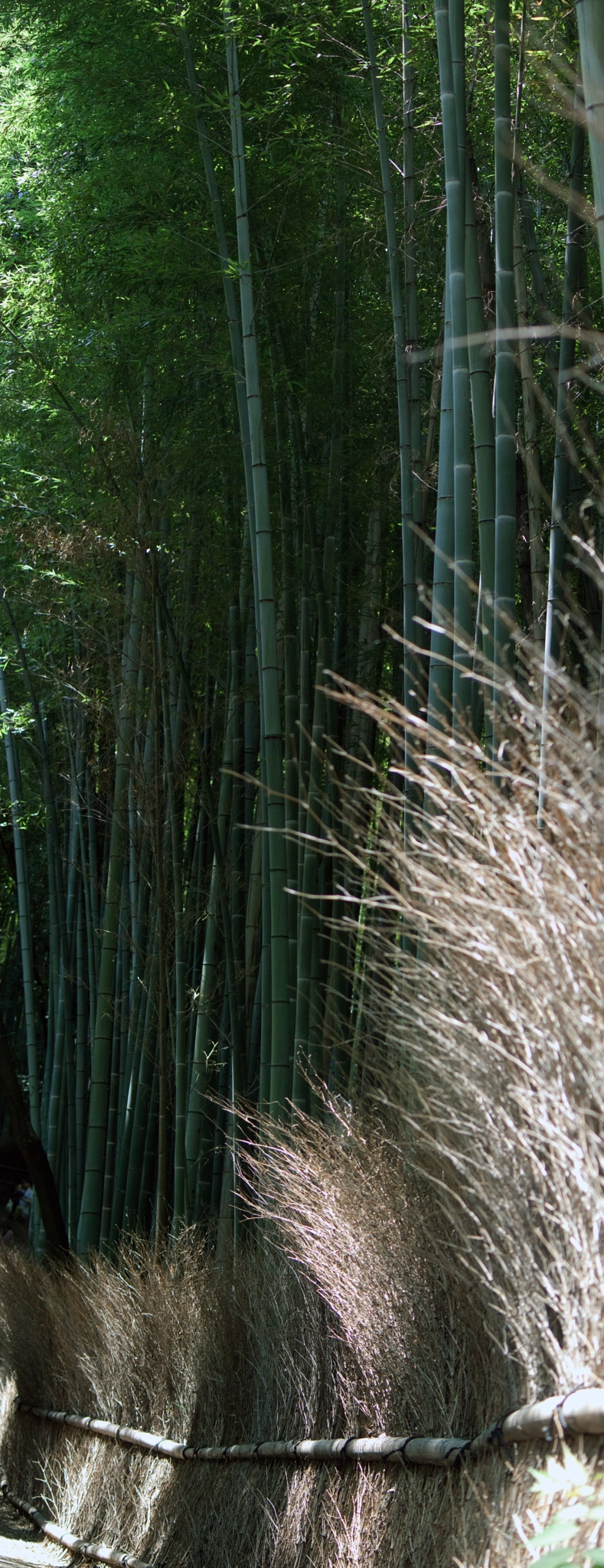 Canon EOS 500D (EOS Rebel T1i / EOS Kiss X3) sample photo. Bamboo i photography