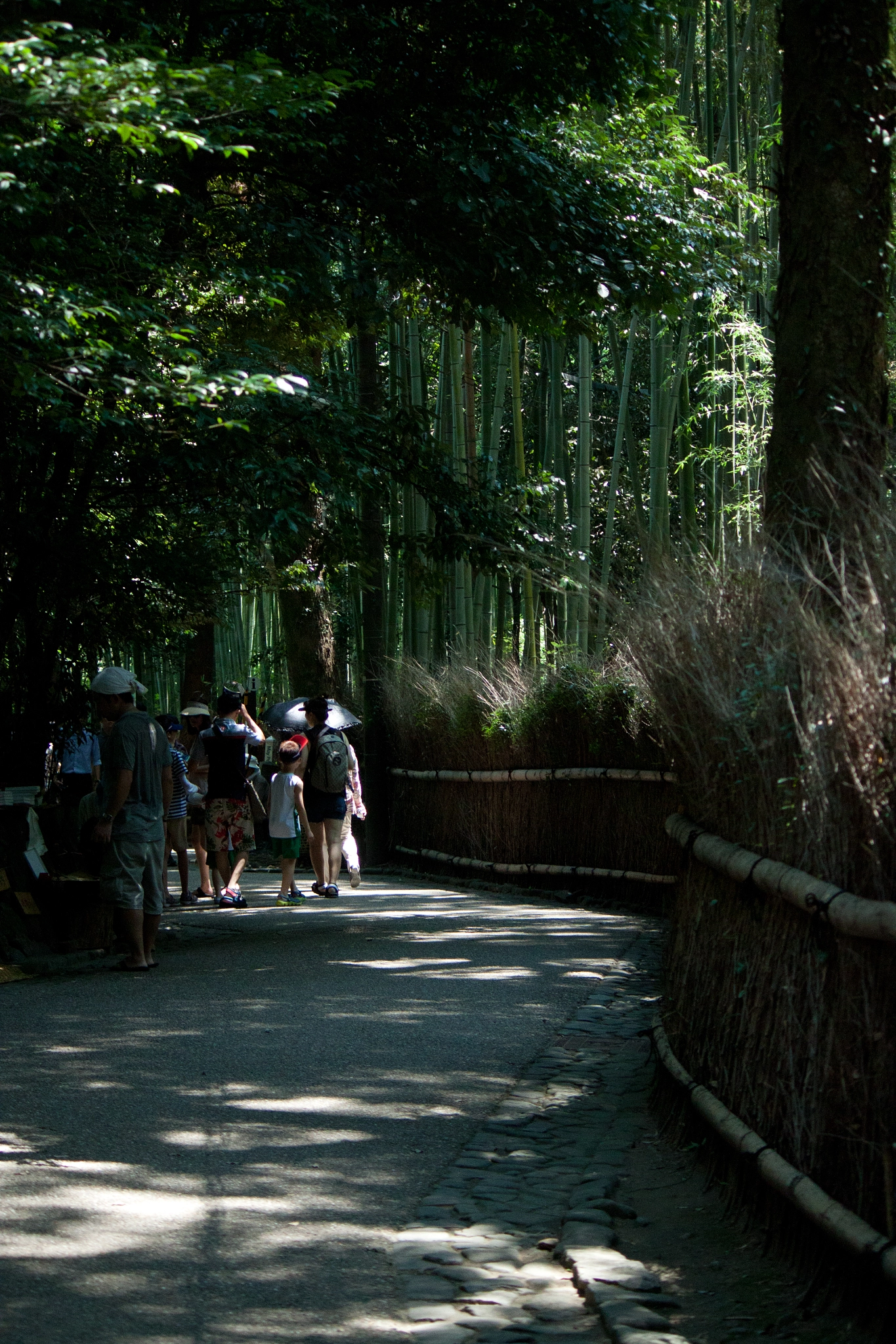 Canon EOS 500D (EOS Rebel T1i / EOS Kiss X3) sample photo. Bamboo iv photography