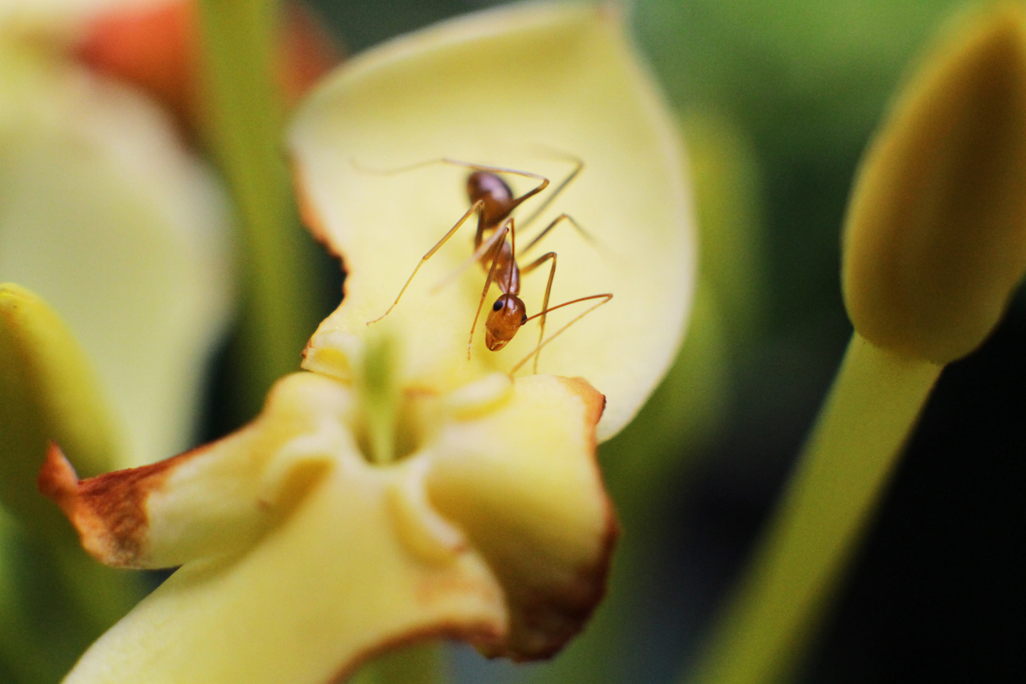 Sigma 50mm F1.4 EX DG HSM sample photo. Solenopsis mandibularis - 24.2.2015 photography