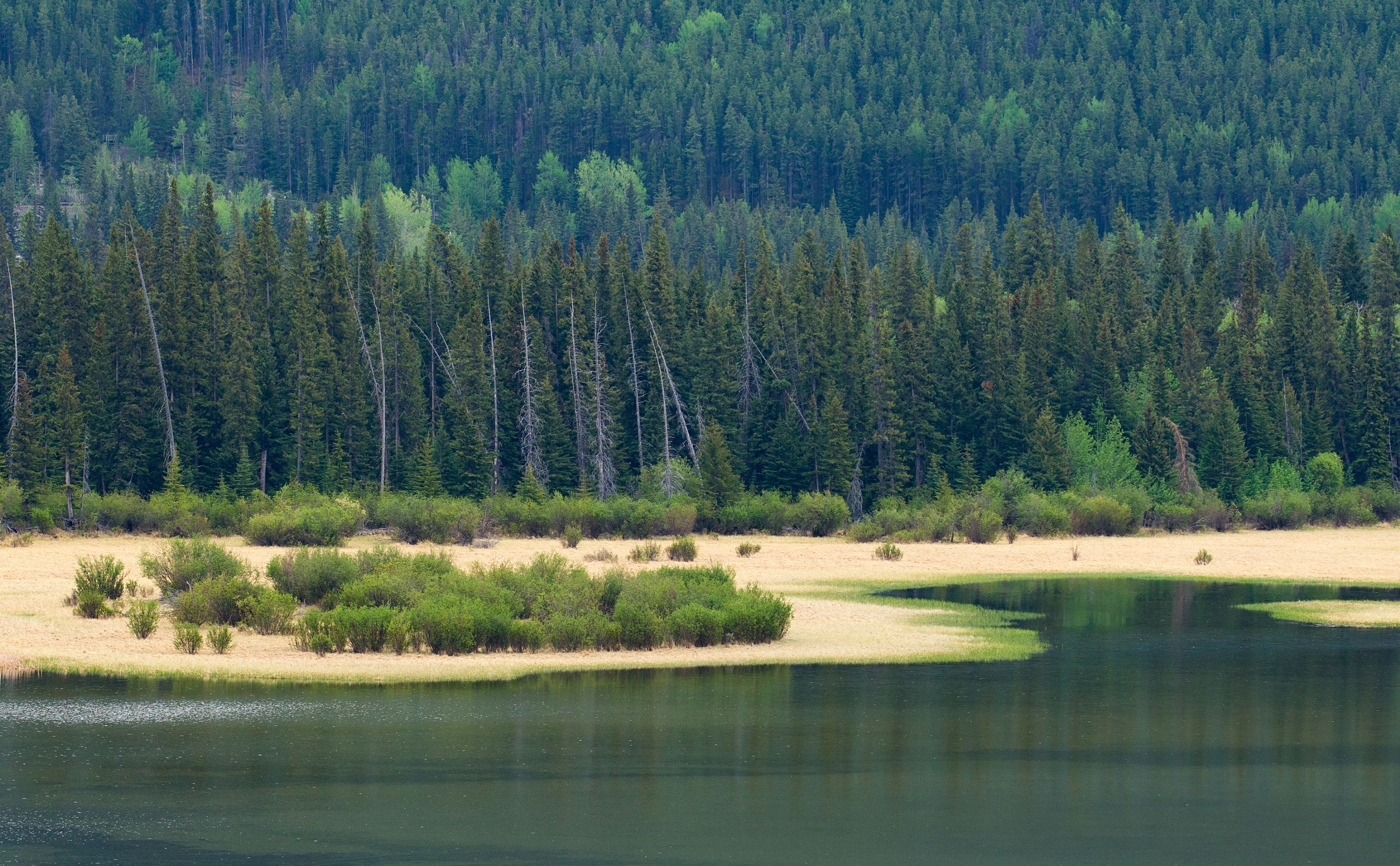 Canon EF 100-400mm F4.5-5.6L IS II USM sample photo. Forest photography