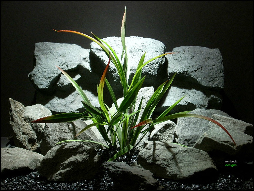 Nikon COOLPIX L11 sample photo. Plastic aquarium plant arrowhead philodendron red tip from ron beck designs photography