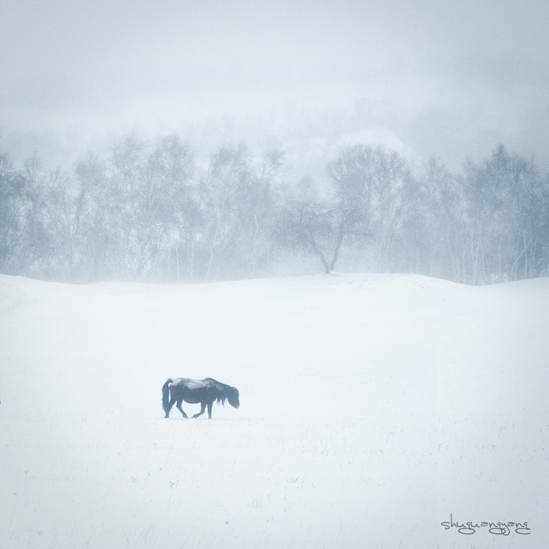 AF-S Zoom-Nikkor 80-200mm f/2.8D IF-ED sample photo.  天青色，小寒。  photography
