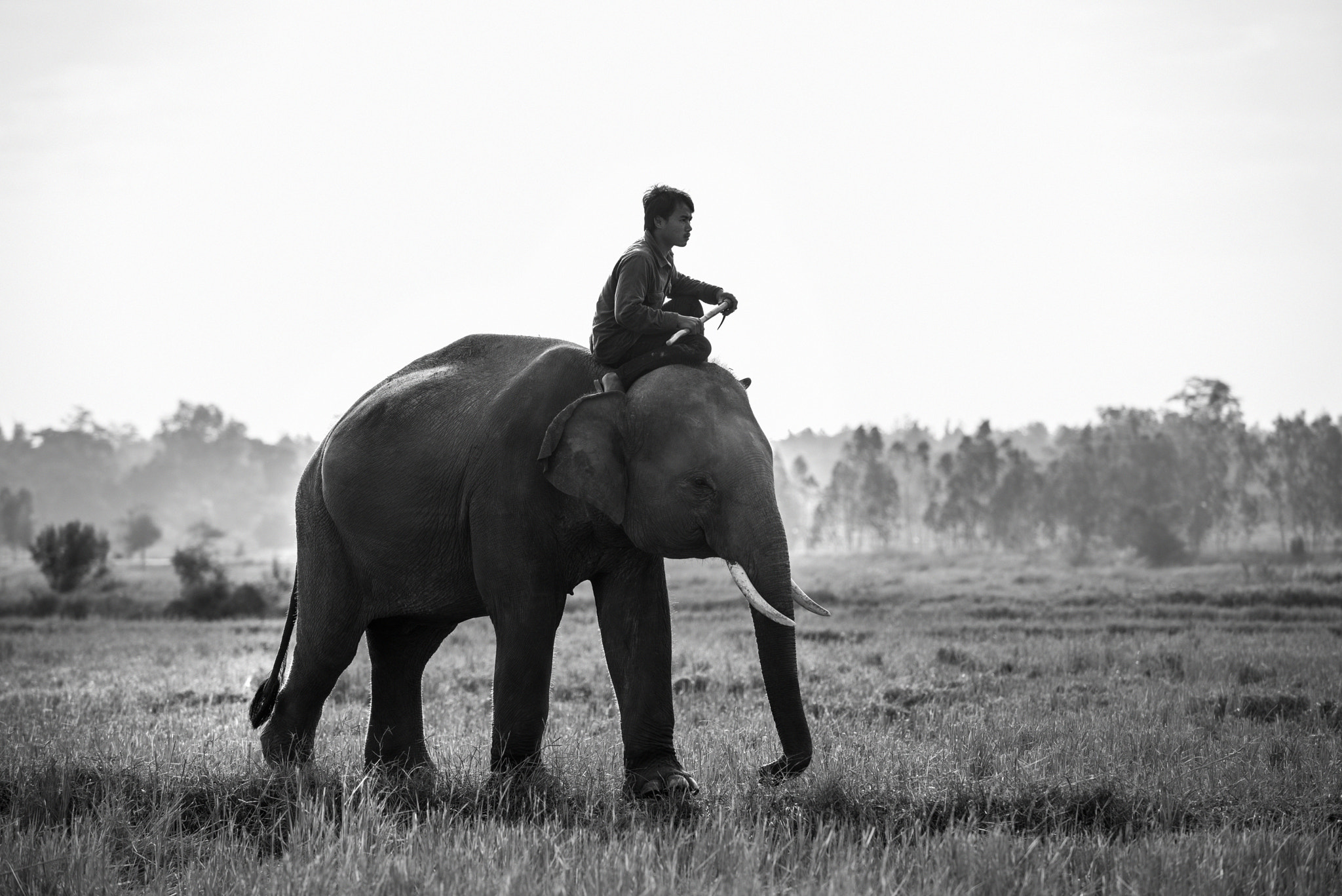 Mahout on elephant